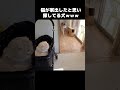 猫が家出したと思い必死に探す犬がこちら...笑#shorts