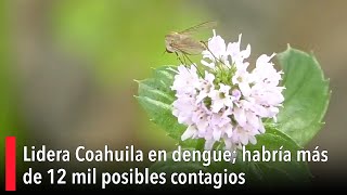 Lidera Coahuila en dengue; habría más de 12 mil posibles contagios