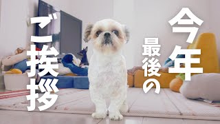 【ご挨拶】今年もいろいろあったなぁ。1年ありがとうございました。～多頭飼い～チワワ・シーズー・ミニチュアピンシャー・トイプードル