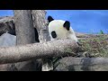 20220118 圓寶咬手又伸腿 專程如廁再入睡 giant panda yuan yuan u0026 yuan bao