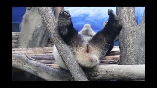 20220118 圓寶咬手又伸腿 專程如廁再入睡 Giant Panda Yuan Yuan \u0026 Yuan Bao