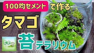 100均セメントで作るタマゴ苔テラリウム【苔テラリウム制作】