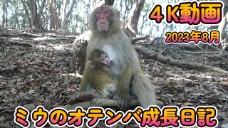 【赤ちゃん・ニホンザル・４K動画】ミウのオテンバ成長日記　2023年8月