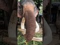 kotte raja eating coconut 🌴