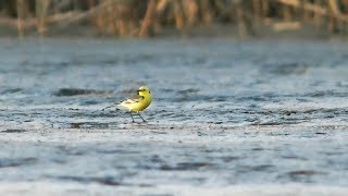 konipas citronový + konipas luční předoasijský | Citrine + Black-headed Wagtail