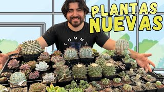 PLANTAS NUEVAS para mi COLECCIÓN 🌵🌵