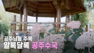 공주여행 추천 수국 공원