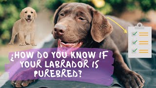 🐶👀¿HOW Can You Tell If YOUR LABRADOR Is PUREBRED?
