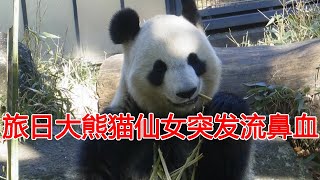 旅日大熊猫仙女突发流鼻血，经确诊为高血压，目前暂停展出休养中！旅美所有大熊猫即将被中国全部收回！