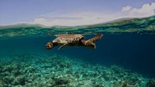 Royal Island , Malediven Baa Atoll #royalisland #sharkdiving #baaatoll