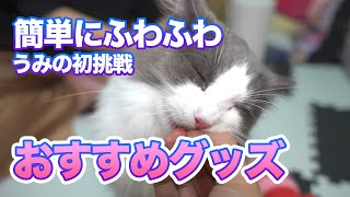 簡単にさらさら、ふわふわになるおすすめグッズ  /  ノルウェージャンフォレストキャット