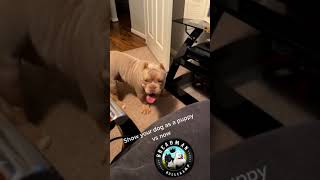 CUTE DOGS 🐕 Smart dog, Funny dogs, Cute puppies & Dogs training compilation video, #Shorts