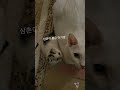 오늘의 주인공~ 짓궂은 캣초딩을 피해서 아기냥이 찾아간 곳은 귀여운 cat catlover 아기고양이 고양이 냥이 반려묘 shorts