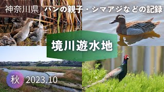 【野鳥観察】バンの親子とシマアジなどの野鳥記録｜境川遊水地公園「今田遊水地」