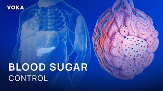 How the Pancreas Regulates Blood Sugar: Insulin, Glucagon, and GLP-1 Explained 3D