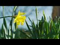 The University of Bath campus in springtime