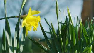 The University of Bath campus in springtime