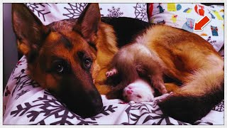 Unlikely Friendship German Shepherd and Ferret Become Best Friends