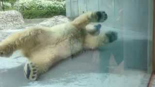 プールから上がったポロロ1 - とくしま動物園 ~ Pororo after swimming 1 ~ Tokushima Zoo