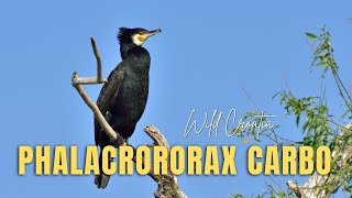 The great cormorant (Phalacrocorax carbo)