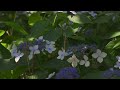 郷土の森　あじさいまつり（2023） 伝えたい美しさ 4k 　東京都府中市