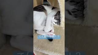 幽体離脱！？たびたび気を失う猫w #shorts