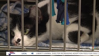 Liberty Animal Shelter raises adoption fees for first time in 20 years