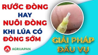 AgriJapan |RƯỚC ĐÒNG HAY NUÔI ĐÒNG, KHI LÚA CÓ ĐÒNG SỚM - Giải pháp đầu vụ #agrijapan