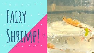 What are Fairy Shrimp? 🍤🌟