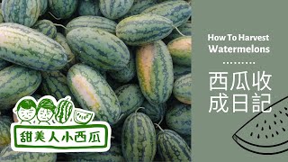 如何採收西瓜？Watermelon Farm in Taiwan