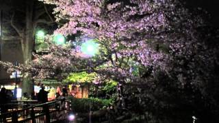 井の頭公園の夜桜