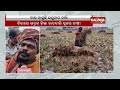 farmers fear crop loss as imd predicts rain in odisha s bhadrak kalinga tv