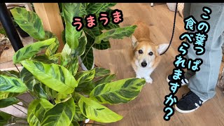 うきうきで一緒にお出かけをするコーギー犬バロン