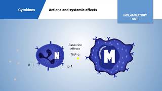 Cytokines actions and systemic effects