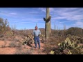 Food, Medicine, and Spitiruality in the Sonoran Desert