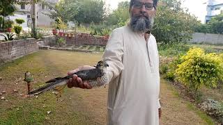 adult female sparrowhawk trapped and released back to feild || falconry art of kings