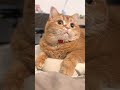 fixing his brother s toy… but a disaster a heartwarming surprise awaits cat kitten cute