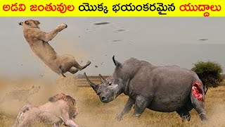 అడవి జంతువుల భయంకరమైన యుద్ధాలు//  Craziest Fights of Wild Animals   Animal Fights // telugu wonders