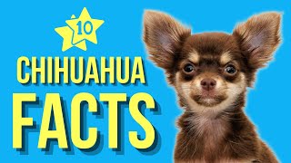 Chihuahua Top 10 Facts ( You Need To Know )