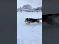 お庭に雪が積もったら…柴犬とハスキーの反応が面白すぎた 柴犬 シベリアンハスキー shorts youtubeshorts shortvideo 雪