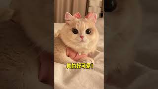 【#薄荷猫猫甜不甜】当我给小猫贴上假睫毛!#薄荷猫猫 #治愈系猫咪 #仙女猫