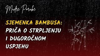 Sjemenka bambusa: Priča o strpljenju i dugoročnom uspjehu 🎍