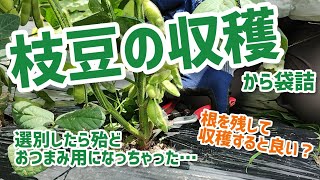 【枝豆】枝豆は根を残して収穫すると良い!?　選別したら殆どおつまみ用になっちゃった…　【髭サン農家】