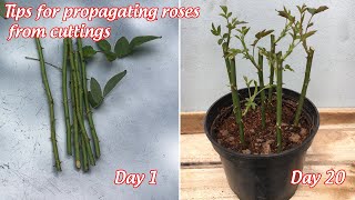 Tips for propagating roses from cuttings in 3 easy steps | growing roses from cuttings