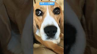 ８月１１日の朝礼を仕切るビーグル犬#犬#朝礼