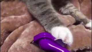 ファーミネーターを拒否する猫 ノルウェージャンフォレストキャット Cat, deny the Furminator.Norwegian Forest Cat.