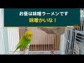 【セキセイインコ】喋る　おしゃべりインコメロンちゃん