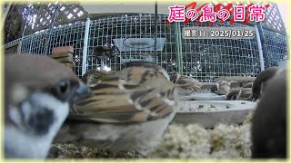 【庭の鳥の日常】(25,01,25) ”考えてる” 知性ある表情のスズメ達