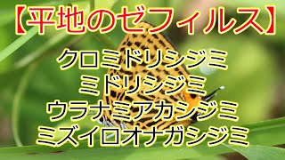 【平地のゼフィルス】早朝のクロミドリシジミやウラナミアカシジミ、ミズイロオナガシジミ、ミドリシジミを観察しました！