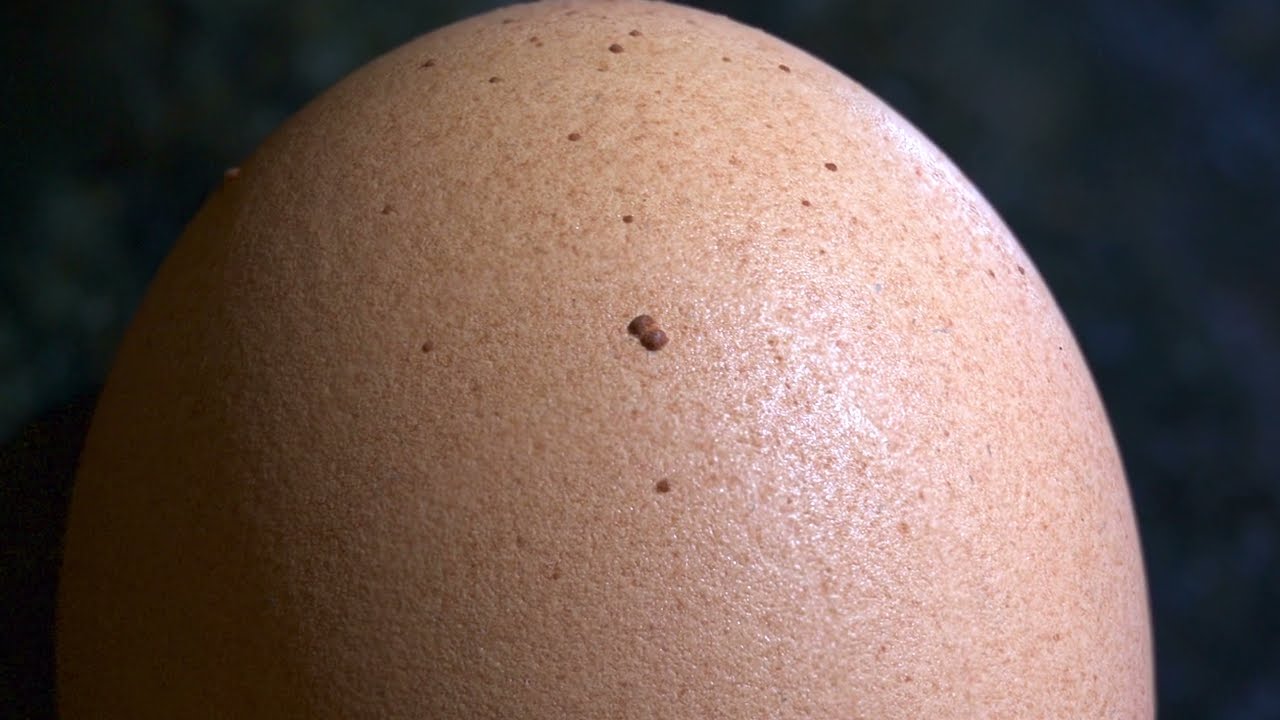 Egg Shell Under The Microscope Youtube